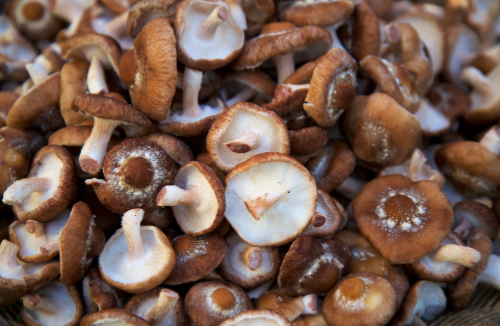 Mushrooms: A Delicious Source of Immunity Boosting Foods for Enhanced Health