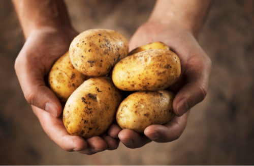Potatoes for Kids: A Fun and Healthy Learning Experience Through Growing and Festivities